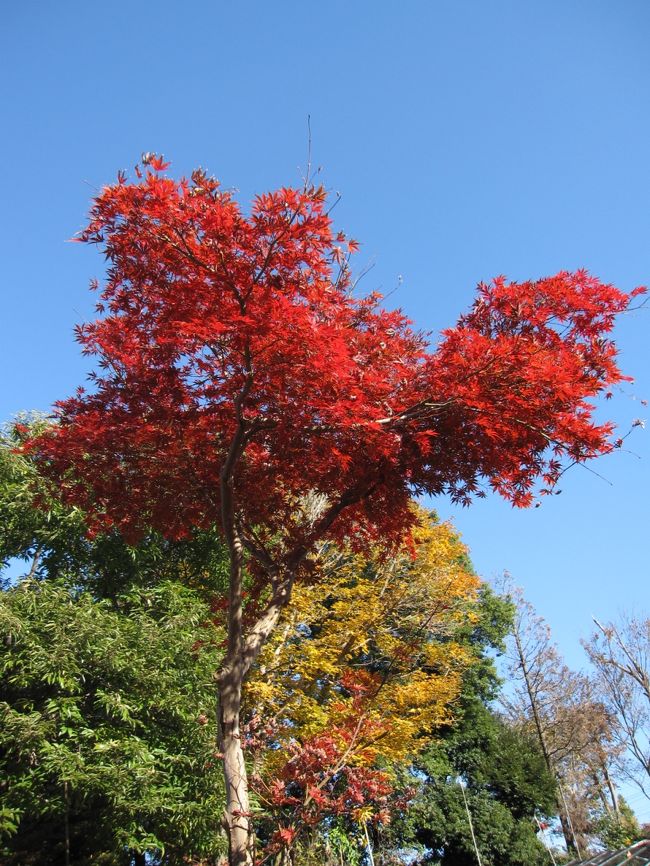 １１月の末ともなると、やはり小林もみじ園のもみじを見ないわけにはいきません。<br />400種以上のもみじがあるそうです。<br />紅葉の季節になると多くの人が訪れ賑わいます。<br />無料開放しており、また駐車場もあります。<br /><br />その後、興禅院、金剛寺に寄りました。<br /><br />☆２０１１年の小林もみじ園<br />http://4travel.jp/traveler/19563147/album/10624356/<br /><br />☆２００９年の小林もみじ園<br />http://4travel.jp/traveler/19563147/album/10404619/