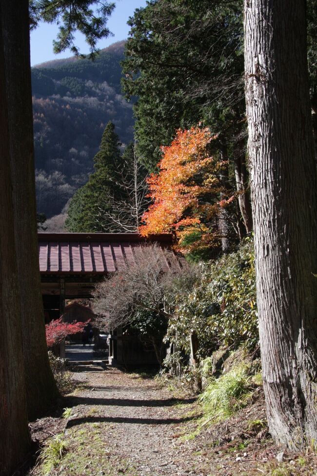 奥秩父　太陽寺の紅葉　2011.11.26（土）　　　13：12<br />Autumn color in Okuchichibu/Taiyouji temple<br /><br />今年2012年の奥秩父　三峰神社の紅葉を先週紹介しました。<br />予告した昨年11月末の奥秩父　太陽寺と大血川の紅葉を紹介します。<br /><br />昨年は紅葉の盛りを半月過ぎてしまったので鮮やかな紅葉はほとんど見られませんが、葉を落とした落葉樹林に覆われたミルクチョコレート色の山並みをご覧下さい。<br />今回の秩父路は紅葉は過ぎていましたが、赤く色づいた柿が青空に映える風景など深まる秋を感じていただけると思います。<br /><br />yamada423の一首<br />「年を経し土蔵の壁は朽ちるとも　懸かる柿の実たわわなる秋」<br /><br />奥秩父の山々は戦後植林された杉や檜は少なく、自然の植生が残されているので、季節の移り変わりによる山の風景は変化に富んでいます。<br />新芽の4月から新緑を経て濃い緑になる初夏までの緑の変化も素晴らしいです。<br />うぐいすの声に誘われてのハイキングなどもお奨めです。<br /><br />ハイキングルート<br />小手指（所沢市）8：35→（西武池袋線）西武秩父9：54→（秩父鉄道）三峯口10：20→（バス）大血川入口10：47→（徒歩）太陽寺13：12→大血川入口15：18→三峰口駅15：45<br /><br />撮影　CANON EOS40D EFS 17-85<br /><br />2012年の奥秩父（三峰山・神社）の紅葉はこちらです。<br />http://4travel.jp/traveler/810766/album/10724628/<br /><br /><br />お気に入りブログ投票（クリック）お願い<br />http://blog.with2.net/link.php?1581210<br />