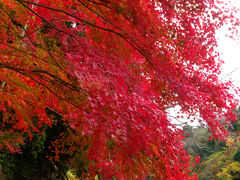 秋の一日、紅葉の御岳渓谷遊歩道を散策～ここも東京です！～
