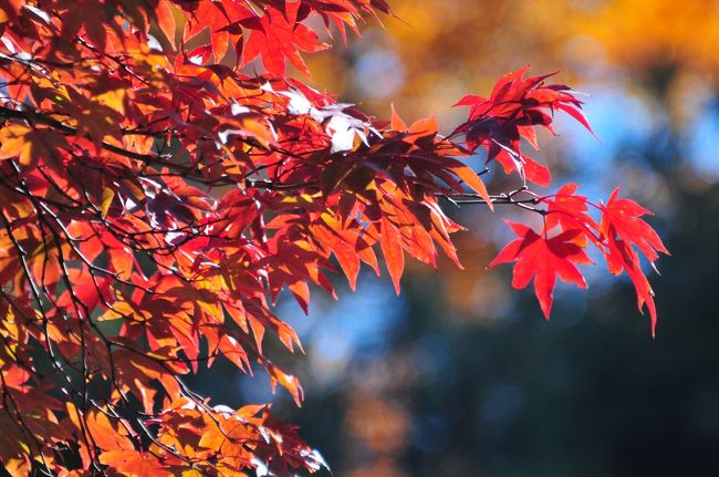 急に秋が深まってきて、紅葉シーズンもスタート。ワインを求めて清里へ。