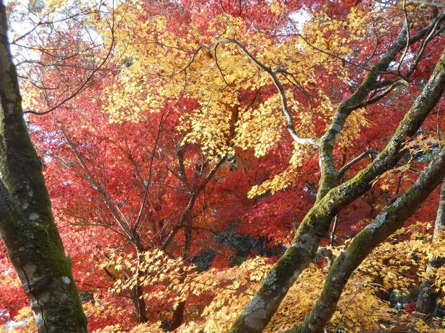 山口市に用事があり、<br />山口市の宮野にある雪舟庭を訪れました。<br />紅葉を楽しんでいいるうちに<br />紅葉の名所として昔有名だった清水寺が近くにあったことを思い出し<br />行ってみました。<br />