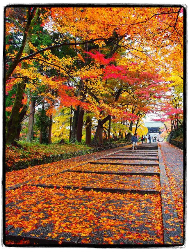 【２泊３日の旅。秋の京都紅葉スポット巡り①】<br /><br />秋の京都。やはり一度は訪れてみたい季節。<br />そこで、今年（2012年）はもう３度目ですが、11月23日からの３連休に、またまた京都へ繰り出すことに♪<br /><br />今回の目的はズバリ「紅葉」。<br />行先も（混雑も）あまり深く考えず、紅葉の名所を巡るというかなりベタな行程となってしまいましたが、色付き具合はまさに見ごろといった感じで、文字どおり「紅葉づくし」の旅となりました。<br /><br />最初に訪れたのが、京都駅からJR東海道線で１駅東に位置する山科にある「毘沙門堂」です。<br />天台宗五箇室門跡の１つで、ご本尊の毘沙門天は、伝教大師最澄のご自作と伝えられる毘沙門天をお祀りしているそうです。<br />そして、特に境内の勅使坂あたりは、参道全体が見渡す限りに色づく紅葉の名所です。<br /><br />眼下には、秋雨に濡れる石段に色づいた落葉が埋めつくし、見上げてみれば、こちらも秋雨に打たれた紅葉が広がるような、美々しい古刹でした。<br /><br />〔旅の行程〕<br />・東京駅～京都駅～山科駅～毘沙門堂<br /><br />【旅行記その２】～林泉の水面を紅く染める醍醐寺へ～<br />　http://4travel.jp/traveler/akaitsubasa/album/10730075/<br />【旅行記その３】～2012 清水寺・秋の夜間特別拝観～<br />　http://4travel.jp/traveler/akaitsubasa/album/10730484/<br />【旅行記その４】～「もみじ」に染まる永観堂禅林寺～<br />　http://4travel.jp/traveler/akaitsubasa/album/10730792/<br />【旅行記その５】～洛東の巨刹・南禅寺をゆく①（三門・方丈庭園・南禅院編）～<br />　http://4travel.jp/traveler/akaitsubasa/album/10730975/<br />【旅行記その６】～洛東の巨刹・南禅寺をゆく②（南禅寺塔頭 天授庵・金地院編）～<br />　http://4travel.jp/traveler/akaitsubasa/album/10731998/<br />【旅行記その７】～紅く彩られた門跡寺院・青蓮院へ～<br />　http://4travel.jp/traveler/akaitsubasa/album/10732800/<br />【旅行記その８】～紅葉の絶景が広がる「清水の舞台」へ～<br />　http://4travel.jp/traveler/akaitsubasa/album/10735253/<br />【旅行記その９】～「ねね」の想いが今も残る終の棲家・高台寺へ～<br />　http://4travel.jp/traveler/akaitsubasa/album/10735365/<br />【旅行記その10】～京都五山の大伽藍・東福寺で「通天のもみじ」を眺める～<br />　http://4travel.jp/traveler/akaitsubasa/album/10736997/<br />【旅行記総集篇】～やっぱり京都の紅葉は凄かった！～<br />　http://4travel.jp/traveler/akaitsubasa/album/10737359/<br /><br /><br />〔古都京都の四季をゆく・春編〕<br />・銀閣寺から哲学の道を歩き平安神宮へ<br />　http://4travel.jp/traveler/akaitsubasa/album/10661369/<br />・桜咲きほこる嵐山渡月橋と天龍寺のしだれ桜<br />　http://4travel.jp/traveler/akaitsubasa/album/10662752/<br />・春爛漫の嵯峨野古寺巡り（常寂光寺から大覚寺まで）<br />　http://4travel.jp/traveler/akaitsubasa/album/10665086/ <br /><br />〔古都京都の四季をゆく・夏編〕<br />・緑に彩られた門跡寺院・三千院へ～<br />　http://4travel.jp/traveler/akaitsubasa/album/10716979/<br />・（さらに）大原の由緒ある寺院（宝泉院・勝林院・来迎院）を訪う<br />　http://4travel.jp/traveler/akaitsubasa/album/10719249/<br />・（最後は）大原の里を横断し、建礼門院の御閑居・寂光院へ<br />　http://4travel.jp/traveler/akaitsubasa/album/10721270/