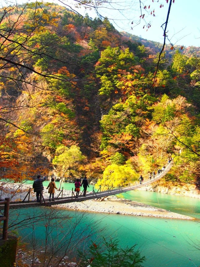 今年の紅葉は１０年に一度の美しさ！ということで<br />まだ未経験の新東名を使って紅葉の名所寸又峡までクルマをぶっ飛ばした。<br /><br />想定内だけど、道中なかなかの渋滞。<br />道がどんどん細くなっていくため、この交通量では対向が難しくなるので<br />４箇所ほど、片側交互通行にするため信号設置。１０分くらい止められたところもあり。さすがに１０分とめられると長い笑<br /><br />渇水のためか土砂崩れのためか<br />つり橋の下は全部エメラルドグリーンの水でなかった点がイマイチだったが、<br />紅葉はさすがの美しさだった！<br />もちろんつり橋渋滞も経験ー。いやースゴイ人だ。<br /><br />