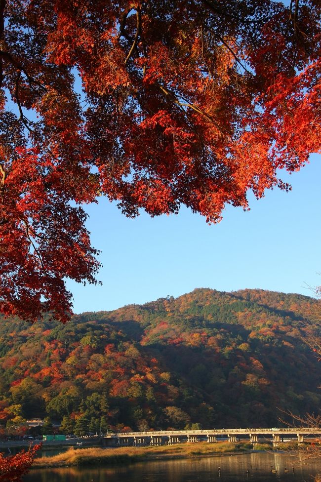 錦秋の嵐山、嵯峨野へと行ってきました。<br />三連休最後の日曜日&amp;晴天ということもあり，天龍寺，常寂光寺などのメジャーどころは外して，比較的観光客の少ないところを狙いました。<br />紅葉を見に行っているのか，人を見に行っているのか，わからなくなりますからね。<br />おかげで人波にうんざりすることなく，紅葉を堪能することが出来ました。<br /><br />・渡月橋周辺<br />・清涼寺<br />・大覚寺(大沢池)<br />・護法堂弁才天<br />・鳥居本周辺<br /><br />