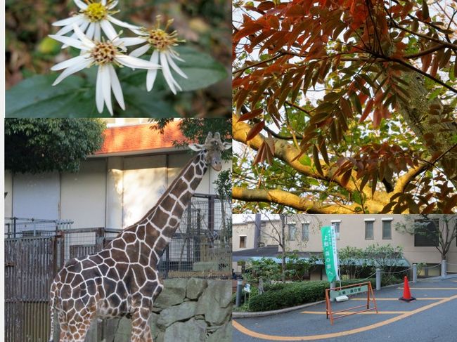 「つながりの森」とは、横浜市環境創造局がすすめている横浜市南部の円海山周辺を中心に生き物を大切にしたり自然を楽しむ取組みの名称だそうです。<br /><br />↓Googleマップでコースと撮影場所が確認できます。<br />http://goo.gl/maps/4gcyD<br /><br />京急金沢文庫駅から京急バス&lt;急行&gt;で金沢動物園へ<br />「エコ森ワンダーパーク2012」が開催中で入園無料でした。<br /><br />金沢動物園円海山口→横浜市最高峰の大丸山→横浜自然観察の森→上郷・森の家と歩きました。<br /><br />帰りは森の家前から期間限定で運行していた無料シャトルバス(現在は、運行されていません。)に乗り金沢動物園夏山口まで戻り、夏山バス停から京急バス&lt;急行&gt;で京急金沢文庫駅に着きました。