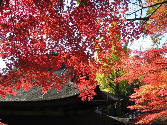 ちょうど紅葉が見ごろの定光寺を訪れます。名古屋からそんなに離れていないのに、自然豊かで空気も澄んでいる感じです。