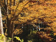 今年はマクロレンズ一本でチャレンジした森林公園の紅葉DAY（1）駅前サイクリングコース～南口広場と天皇行幸記念植樹のケヤキ