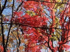 紅葉シーズン真っただ中の高尾山～超早起きして行って来ました♪～