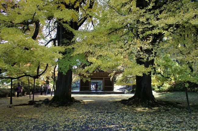 近場の紅葉も見てみたくなって、気になっていた秋川渓谷に行ってみることに。最近は、ミシュランの関係で、高尾山の人気が高いようですが、どうも高尾山は観光地化されすぎて、興ざめなんですよね。それに、山頂からの富士山の景色もイマイチ。何で評価が高いのか、私としては分かりません。<br /><br />高尾山の方は関係なかったですが、一方で、秋川渓谷は、名前は通っていても、何が見所なのか、何が中心なのか、ネットで調べてもよくわからない。これは、やっぱり行ってみるしかないでしょう。