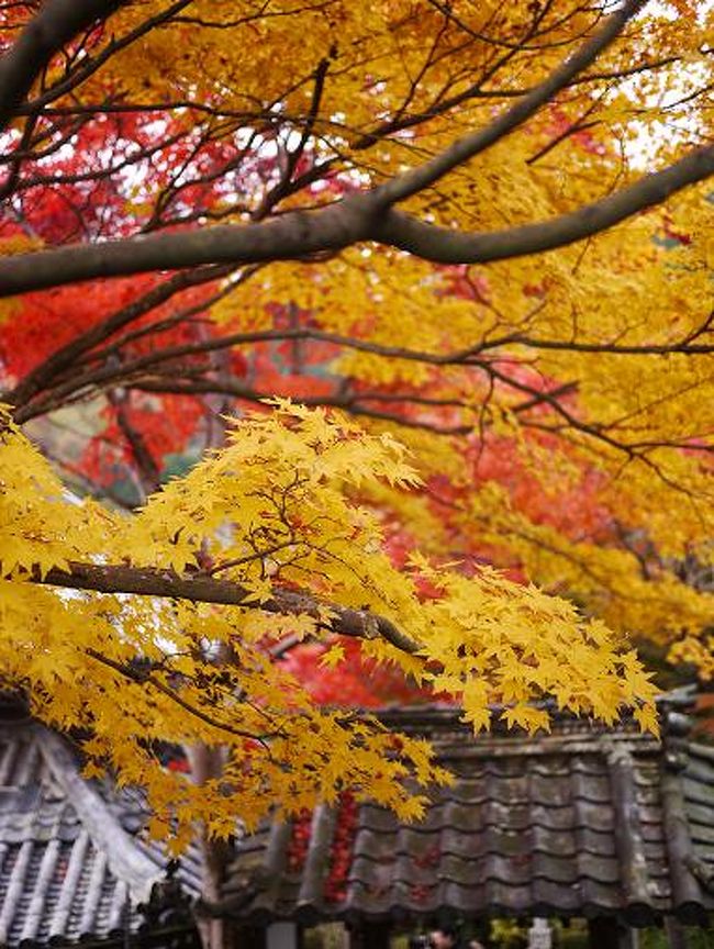 先日の3連休にダンナさんと、京都の紅葉を楽しみに日帰りで行ってきました。<br />大好きな京都には、紅葉の季節にも何度か訪れています。<br /><br />今回は、随分前のJR東海のCM「そうだ 京都、行こう」で見てから行きたいと思っていた「善峯寺」。<br /><br />そして、その近くにあり、こちらもCMで紹介された「光明寺」。<br /><br />両方共、初めて行くお寺で、紅葉もちょうど見頃という事でした！<br /><br />3連休＆紅葉の季節の京都は激混みの為、朝6時半には出発しましたが、<br /><br />それでも、遅かったらしく、高速では亀山辺りで渋滞にハマりました。<br /><br />京都東、南IC出口は大渋滞になっていました。やっぱり京都でもこの辺りは混んでます。<br /><br />私たちは、その先の大山崎ICで降り、途中細い道を通り、善峯寺に向かい9時半頃到着。<br /><br />この辺りはまだ渋滞はしていませんでした。<br /><br />まずは、善峯寺を紹介します。