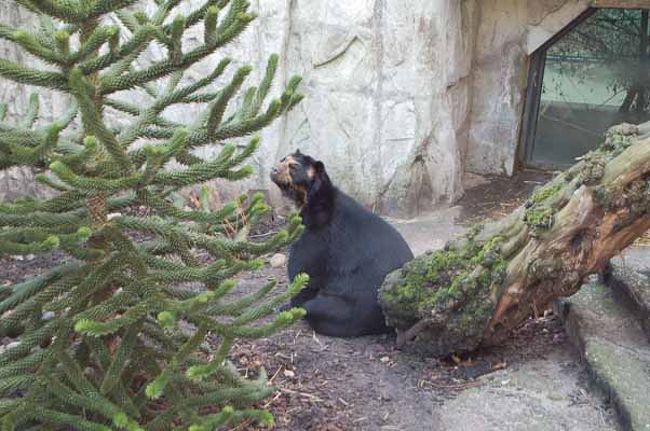 アムステルダムの動物園、artisへ出掛けてきました。<br />アムステルダム中央駅から、トラムで行くことが出来ます。<br />トラムの停留所からは、動物園の門まで、歩いて2分くらいです。<br /><br />私は朝一番に行きました。<br />冬で寒い日だったので、人は全然いませんでした。<br />でも、私たちが帰る頃、お昼くらいになると、子供連れの家族などが、続々と入園していました。<br /><br />動物園という表現をしていますが、施設は結構充実していて、水族園も付いていたり、プラネタリウムもあったりします。<br /><br />入場料<br />大人１８．５ユーロ<br />子供（３〜9歳）15ユーロ<br /><br /><br /><br />