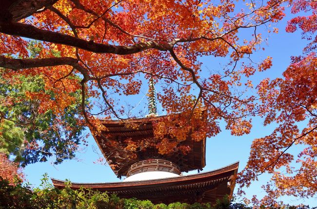 ＪＲ東海「そうだ 京都、行こう。・・・紅葉は、旅の入口にすぎませんでした」のキャッチコピーに感化され、晩秋の風物詩 紅葉狩りに勤しんでまいりました。今回のテーマは、少々ベタではありますが、『ＪＲ東海 京都観光キャンペーン』を辿る旅です。まず、２０１２年キャンペーンポスターの秋景色を彩る二尊院。そして１９９４年秋と２０１０年初夏を幻想的に魅了した祇王寺。次に、２００７年秋と２０１１年初夏に胸躍らせた常寂光寺を訪ねてみました。いずれも嵯峨野に佇む古刹ですので、のんびりと過ぎ行く秋を愛でたいところです。しかし現実は、帰途の混雑が脳裏に浮かび、ツアー旅行のように時間に追われる始末。それでも晩秋の一日を満喫することができました。何と言っても、四季に一番うるさい京都の秋の代名詞を冠するスポットですので、午後２時頃には、長辻通（渡月橋〜野宮）の歩行者天国は紙上で拝見した大阪マラソン並みの人で埋め尽くされていました。<br />＜散策コース＞<br />嵐山 渡月橋---野宮神社---二尊院---祇王寺---常寂光寺---野宮神社---嵯峨野 竹林の道---渡月橋<br /><br />＜後編＞は、常寂光寺と野宮神社を紹介します。<br />嵯峨野の紅葉スポット全般に言えることですが、午後３時を回ると小倉山の影に入り薄暗くなります。１１時〜１４時頃が最適かと思います。<br />また、帰途の混雑を考慮すると少し早目の参拝が無難です。お子様連れの場合は、あまり欲張らない方がいいですよ。<br /><br />今回の旅路のマップは次のサイトを参照ください。Googleマップは使い難いという方にはうってつけです。和菓子屋 甘春堂さんのマップですが、優れものです。<br />http://www.kanshundo.co.jp/aboutus/shop/sagano/illustmap.htm