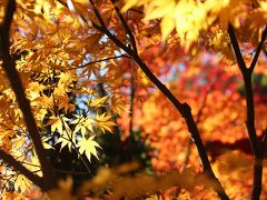 今年はマクロレンズ一本でチャレンジした森林公園の紅葉DAY（2）金色と朱色の日本庭園～キチジョウソウのある晩秋の野草コース
