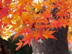 紅葉が見ごろを迎えた須磨離宮公園と須磨寺