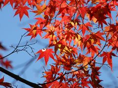 八幡の紅葉01・石清水八幡宮