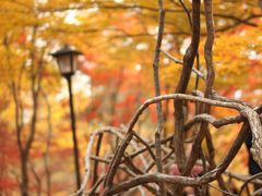 今年はマクロレンズ一本でチャレンジした森林公園の紅葉DAY（3）日が翳ってしまったハイライトのカエデ園は艶めきが増し