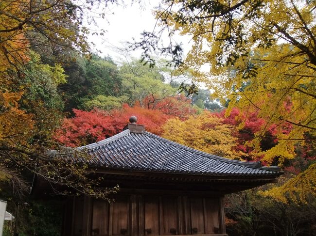 大分県豊後高田市にある　天台宗の寺院で<br />宇治の「平等院鳳凰堂」や　平泉の「中尊寺金色堂」とならんで<br />日本三大阿弥陀堂の一つとされます　ここ富貴寺の大堂<br /><br />平安末期の12世紀後半に創建された阿弥陀堂で<br />九州最古の木造建築で国宝の大堂となっています。<br /><br />寺院本尊、<br />阿弥陀如来で国宝の富貴寺大堂（おおどう）は<br />近畿地方以外に所在する数少ない平安建築のひとつとして<br />貴重な存在でもあります。<br /><br />大堂の周囲に回り縁があり　簡素な形が優雅な屋根の線を<br />どっしりとした安定感を与えています。