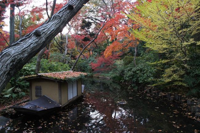 都心もようやく、紅葉してきている模様。<br />余裕だと思っていた美術展覧会も、気が付けば会期後半のものが増えている。<br />行けるものはガンガン行かねば・・・ということで、休暇の日に詰め込みました。<br /><br />さらに、４トラコミュになっている旅会の開催日でもありました。<br /><br />コースの最後は渋谷。<br />そこだけは最初から決めていました。<br /><br />バタバタ休日シリーズの第２弾です（笑）