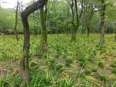 2012秋・巾着田～季節はずれの曼珠沙華の里～