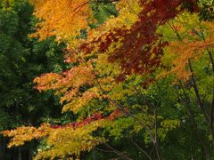 やっぱり紅葉も見に行っとかないとね・・・！　～本土寺の錦繍～