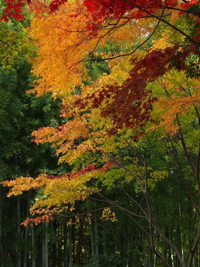 紅葉とクリスマス・イルミが被るこのシーズン・・。もう心はクリスマスシーズン突入中なのだが、紅葉で有名な本土寺なら近場だし、１か所くらいはガチで紅葉観賞に行っておこうかな・・せっかくミラーレスにしたんだしね・・と、でかけてみた。<br /><br />あじさい寺として有名な本土寺だが、紅葉でも有名。境内は広く、場所によっては、まだグリーンっぽいもみじが混じった美しいグラデーションが広がり・・・場所によっては、真っ赤なもみじが艶やかさを見せつける・・。<br /><br />真っ赤なもみじの絨毯・・も見てみたかったが、それにはまだ少し早いようだった。