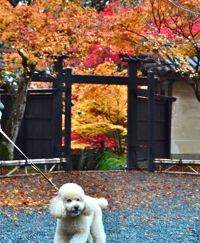 愛犬・小吉さん（愛称、本名はショコラ、通称はしょーちゃん）が、2泊3日で京都・神戸へお出かけしました。紅葉真っ盛りの中の三連休で京都は大混雑、小吉さんが人混みで人に踏まれたり、また周りの方のご迷惑にならないようにと、いつも以上に小吉さんと周りへの注意を払いながらの散策でした。しかし、小吉さんは気候がよいこともあり、散策は大喜びで、いつまでもどこまでも歩いていたいようでした。<br /><br />今回は嵐山・嵯峨野編です。紅葉の季節に当地を巡るのは実に30年ぶりでした。娘の大吉さんは初めて、そして小吉さんも初めてです。<br /><br />＜旅程（京都の天候と気温）＞<br />11月23日（金）（曇一時雨、最高／最低：13/10度）<br />・自宅（6:00発）→嵯峨野（9:00着）<br />・嵐山・嵯峨野散策<br />　　二尊院、天龍寺、清涼寺、渡月橋<br />　　嵯峨野トロッコ列車（嵯峨野観光鉄道）<br />・そば処『よしむら』で昼食<br />・嵯峨野→神戸フルーツフラワーパーク<br />・神戸イルミナージュ<br /><br />11月24日（土）（曇、最高／最低：12/6度）<br />・神戸フルーツフラワーパーク<br />・神戸→京都<br />・永観堂ライトアップ<br /><br />11月25日（日）（晴、最高／最低：14/3度）<br />・東山散策<br />　　南禅寺、永観堂、哲学の道、法然院、霊鑑寺<br />・北山散策<br />　　金閣寺<br />・京都ブライトンホテルのテラスレストラン・フェリエ<br />　で夕食<br />　夕食後、ホテルを21時に出発しましたが、新名神が交通集中と複数の事故発生で予測を上回る大渋滞、そのため途中の土山SAで1時間半の渋滞解消を待ち、自宅到着したのは0時45分頃になってしまいました。