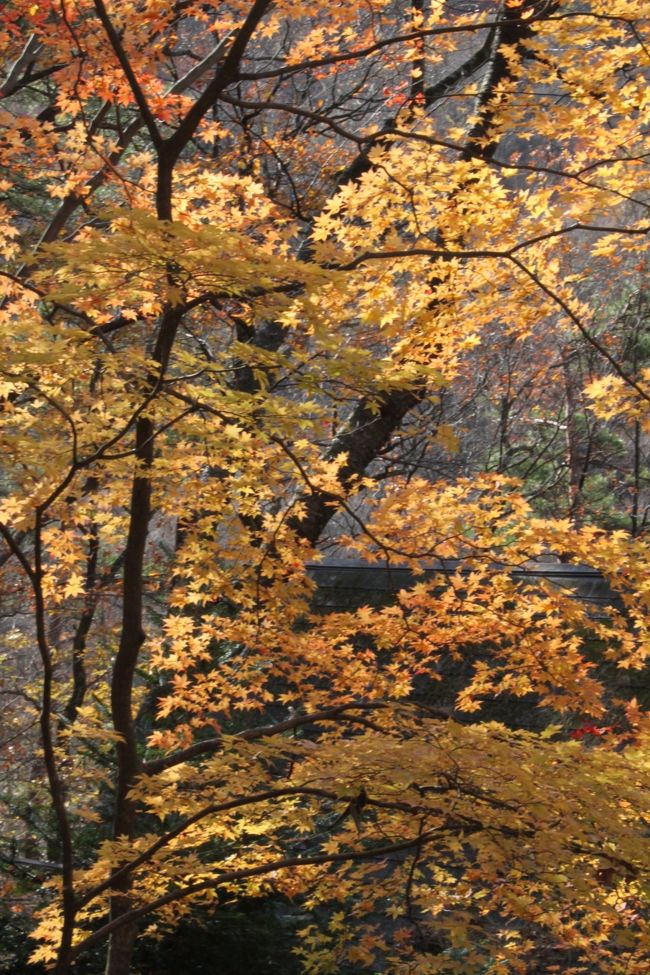 あるサイトで見ると、龍王峡はまだ紅葉が見頃とのことだったので三連休の中日に行ってみることにしました。<br /><br />9時過ぎに現地に到着。<br />他のサイトでは見頃過ぎという情報でしたが、その通りで気温も低かったせいもあり完全に初冬の気配。<br /><br />せっかく来たのでハイキングコースを2時間ほど歩きました。<br /><br />お昼は事前に決めていた「せんや」というお店で湯葉料理をいただき、その後は川治温泉の日帰り湯でまったりと。<br /><br />キノコや漬物などを途中購入し、懐かしいイナゴの佃煮もあったので、これも購入しましたがこれが大正解。<br /><br />そして、一度食べてみたかった正嗣で、餃子を食べましたが…。