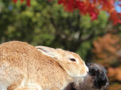 秋色に染まる、癒しの島・うさぎの楽園～広島・大久野島～