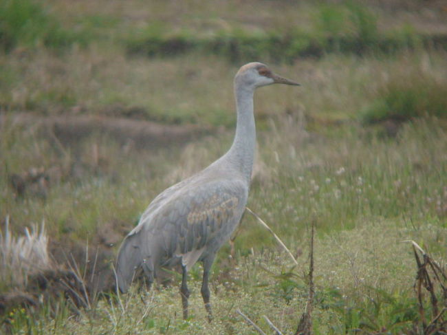 土浦市に、珍鳥カナダヅルが出ているとの情報を戴き、見に行ってきました。<br /><br />表紙画像がカナダヅルです。<br /><br /><br />（注）珍鳥情報は、インターネットに公開するのは地元の迷惑も考えて慎重にとの事で掲載を控えておりましたが、すでに半年以上経過しており、珍鳥もすでにいないので地元の迷惑は無いと判断し、掲載しました。<br /><br />※ 2015.03.15 位置情報登録