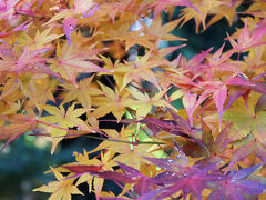 紅葉の湖南三山　　善水寺　常楽寺　長寿寺