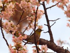 熱海ではヒマラヤ桜が、もうすぐ見頃を迎えます　２０１２年１２月１日