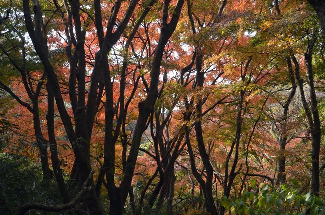 鎌倉もそろそろ紅葉の便りが聞こえてきた。<br />高尾山に続き、今回も会社ＯＢ４人で、紅葉の鎌倉を山歩きした。<br /><br />Ａさんが、日頃の「歩こう会」で道に詳しく、大船駅から雑木林を突っ切って鎌倉アルプスを山歩きした。<br />天気は前日の晴れの予想が覆されて、「曇り、一時雨、時々晴れ」とおかしな天気に成ってしまった。<br />期待の紅葉はやや早く、山の紅葉の赤もうっすらだった。昨年と比べると１〜２週間は遅れているような気がした。<br /><br />それでも、まずまずの紅葉が見られたので良い山歩きだった。