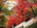 この時期　奥湯河原温泉では見事な紅葉が見られます　２０１２年１２月１日