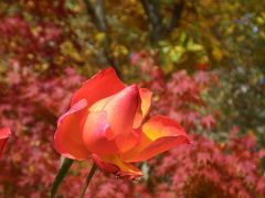 紅葉と冬バラの競演−−氷点下に競う女神たち