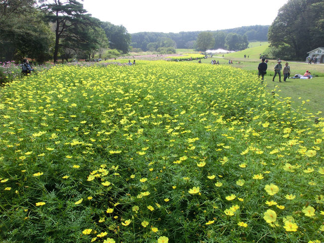 森林公園をぶらぶらウォーキングしてきました。<br />10/14は入場料が無料でした。<br />公園内では、「沼まつり」というイベントや<br />アートフェスタが開催されていました。<br />コスモスがきれいでした。