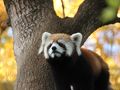 紅葉散策も楽しめた埼玉こども動物自然公園（1）紅葉の中のレッサーパンダのハナビちゃん＆けちょけちょ尻尾でも可愛いさは変わらなかったナツちゃん