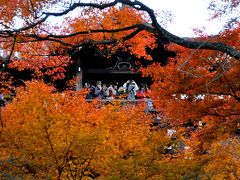 紅葉最盛時の京都①（東福寺・実相院・蓮華寺）