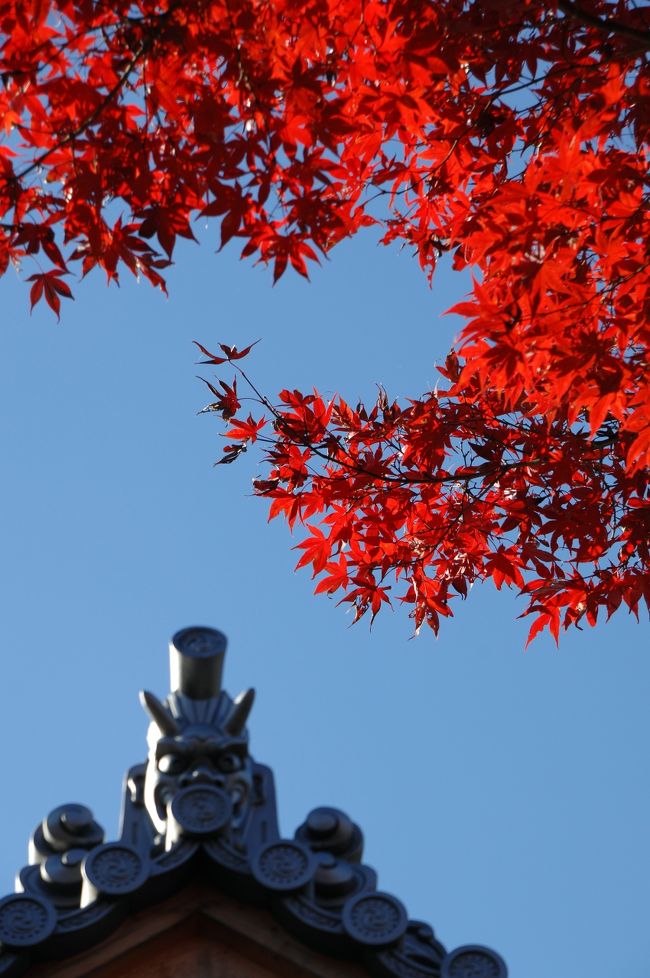 11月25日の続きです。<br /><br />寄り道しながら漸く到着しました京都八幡の善法律寺、通称『もみじ寺』。<br />小さくて駅からも遠いので人が少ないところですが、今日は例年になく人が来ている感じです。