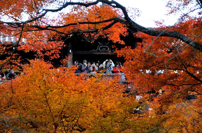 紅葉最盛時の京都をダイジェストで。