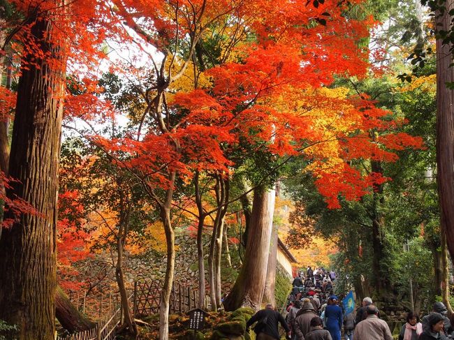そろそろ、紅葉のシーズンも終盤になってまいりました。今年の京都方面の紅葉は昨年より１週間ほど早いように思えます。初日は湖東三山で、西明寺からスタートです。京都・嵐山と比べ、落着いて紅葉が楽しめます。参道の階段の脇は、見事な紅葉でした。この時期は、不断桜が花咲き、同時に楽しむことが出来ました。