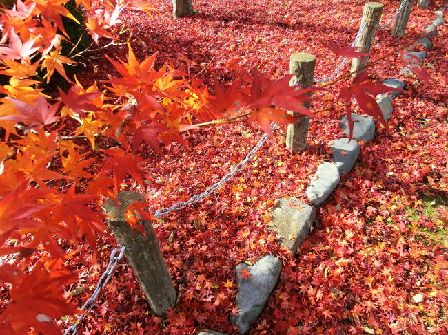 東福寺の紅葉はお勧めと・地元の方に教わり<br /><br />1回目は・・駐車場がなくて・素通り<br />2回目は・・葉が落ちてからhttp://4travel.jp/traveler/kuku18/album/10409835/<br /><br />で・・今回3回目で・ジャスト・・ではないですね・・4日前位が・ジャストだったのかな？？<br /><br />・・・・・すごい・・人＜＜覚悟して行きました・<br /><br />1回目の時だったか・・京滋バイパスで東福寺の目の前に出た記憶で・行ったが・・裏目・・遠回りと言うことがわかり・宇治西でおりる・せっかくなので・伏見桃山城へ<br /><br />伏見桃山城はキャッスルランドというテーマパークだったなのか？？？<br /><br />お城は・復刻なのだろう・・お客さんも・・・ほとんどなく・・静か<br />↓<br />東福寺へ