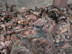 紅葉散策も楽しめた埼玉こども動物自然公園（2）晩秋の動物達：マヌルネコや寒そうにしていたミーアキャット他～まだコスモスが咲いていた「花と鳥の丘」と紅葉の路