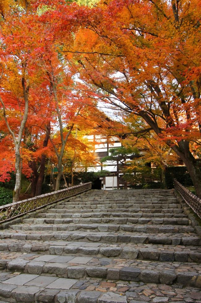 石庭で有名な龍安寺。<br />境内には400本ものカエデの木がある紅葉の名所でもあります。<br />