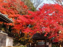 歩く。。。　秋 紅葉深し…　のち、冬？！　　序編 天台真盛宗総本山「西教寺」（滋賀県大津市坂本）