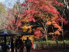 横浜の紅葉　四季の森公園、泉谷寺、三ッ池公園