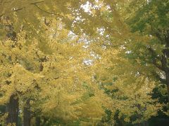 田園調布の銀杏並木。ここもすばらしい東京のスポットです。