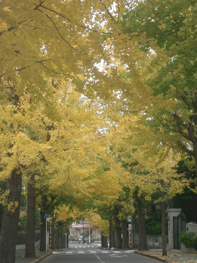 東京には銀杏並木のすばらしいところがたくさんありますが，田園調布の駅前の銀杏並木もすばらしいものです。秋のひととき，並木道をお散歩しました。
