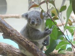 こどもを連れて電車で日帰り小旅行（多摩動物公園）