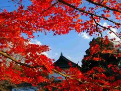 紅葉がここもすごい・北の丸公園・靖国神社へ行って来ました。