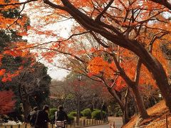 姫路城周辺と好古園の散り紅葉　試（こころみ）で兵庫の地酒飲み比べを楽しもう